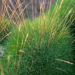 Festuca gautieri